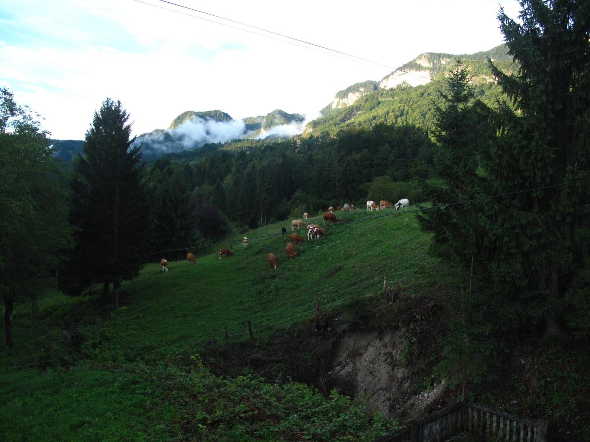 Holiday Home Bela Bohinjska Bela Eksteriør billede